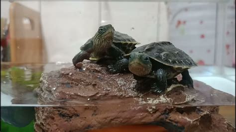 家裡可以養烏龜嗎